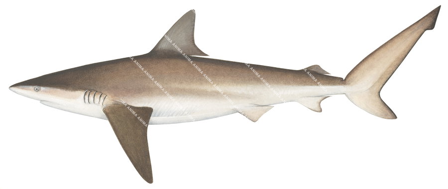 colourful illustration of the Bronze Whaler shark-1, side view by Roger Swainston.