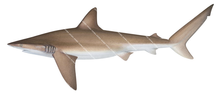 colourful illustration of the Bronze Whaler shark, side view by Roger Swainston.