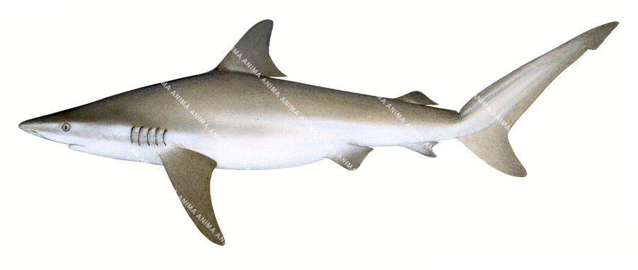 illustration of the Dusky Shark,Adult, side view, colourful.