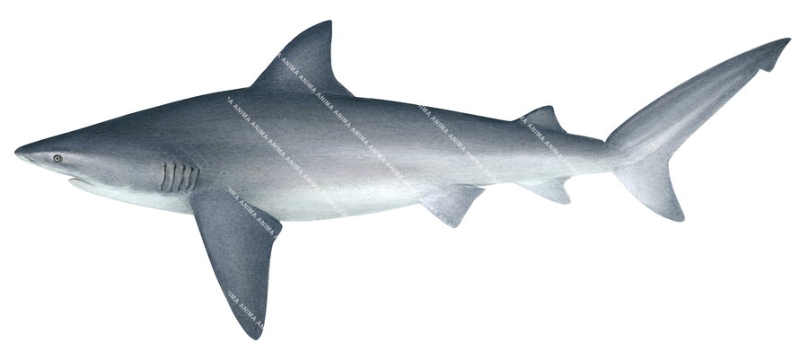 scientific illustration of the Bull Shark-2,Carcharhinus leucas, side view on white background.