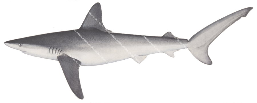 Galapagos Shark-2