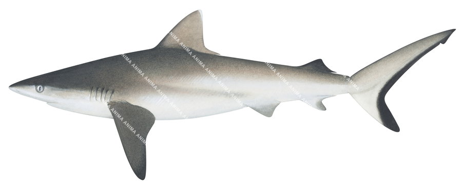 Grey Reef Shark