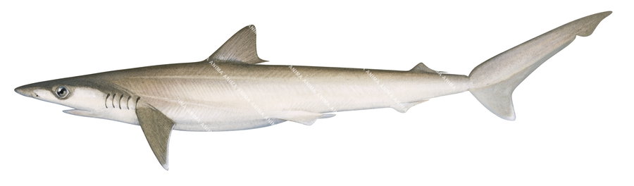 Sliteye Shark