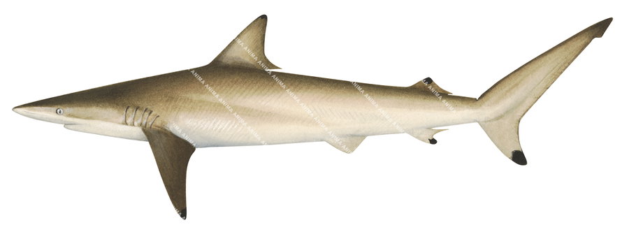 Spinner Shark, Immature