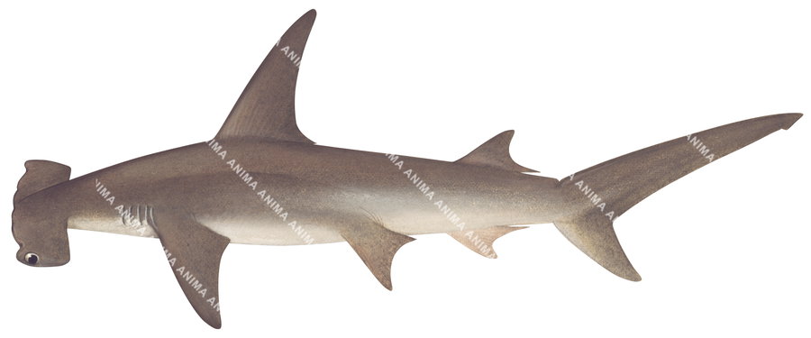 Realistic Shark illustration of the Great Hammerhead,Sphyrna mokarran on white background, dorsal view, colourful.