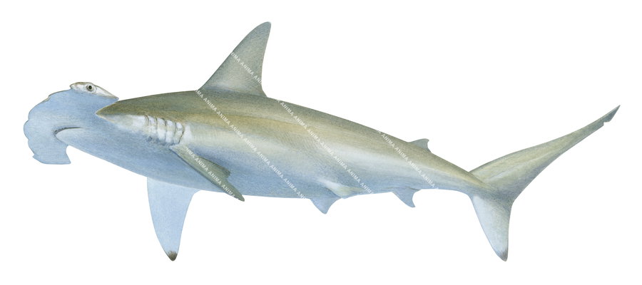 Illustration of theSwimming Scalloped Hammerhead,Sphyrna lewini on white background, ventral view, colourful.