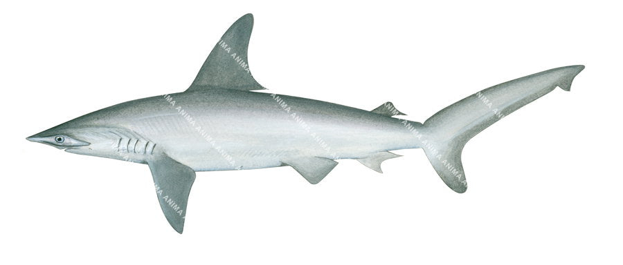 Realistic shark illustration of the Scalloped Hammerhead,Sphyrna lewini, scientific position, side view.