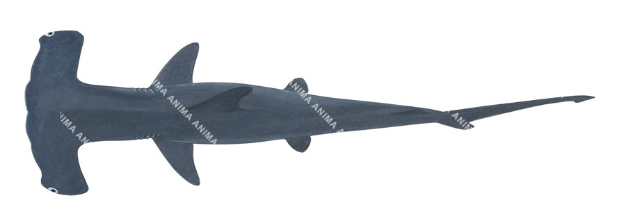 Realistic shark illustration of the Scalloped Hammerhead,Sphyrna lewini, scientific position, dorsal view.