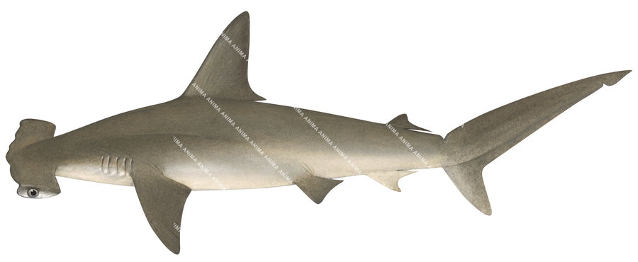Realistic shark illustration of the Scalloped Hammerhead,Sphyrna lewini, scientific position, dorsal and side view.