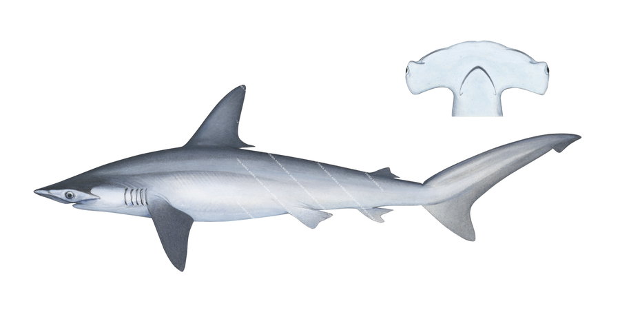 Scientific illustration of the Smooth Hammerhead and head detail,Sphyrna zygaena, side view, colour.