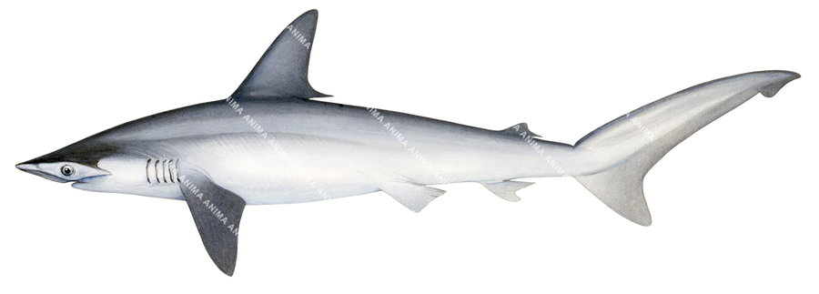 Scientific illustration of the Smooth Hammerhead ,Sphyrna zygaena, side view, colour on white background