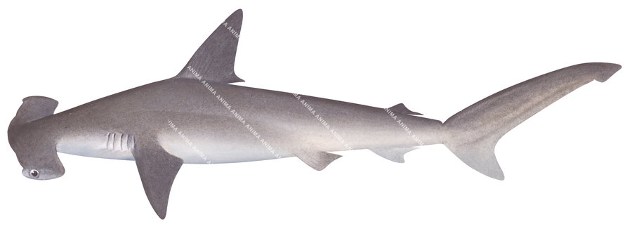 Scientific illustration of the juvenile Smooth Hammerhead ,Sphyrna zygaena, side view, colour on white background