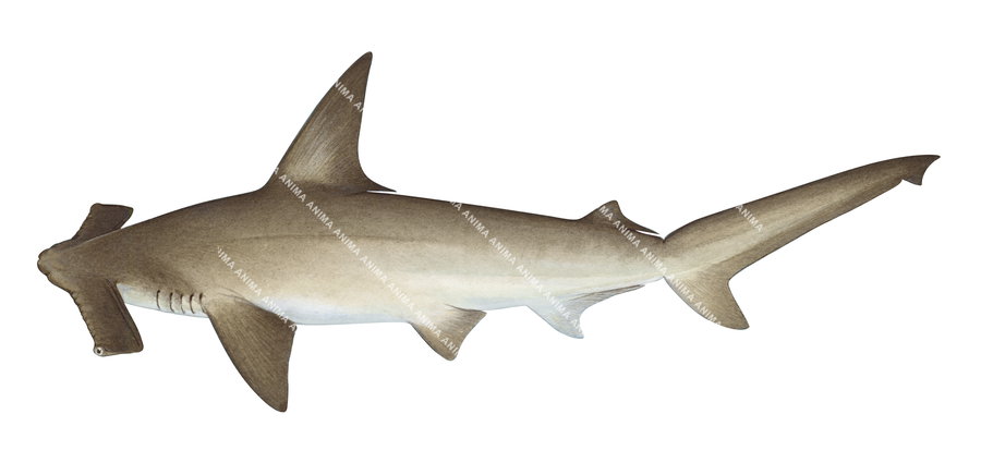 Illustration of the Winghead Shark,Eusphyrna blochii, on white background, side view, colourful.
