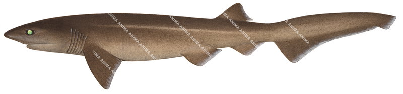 Bluntnose Sixgill Shark-1