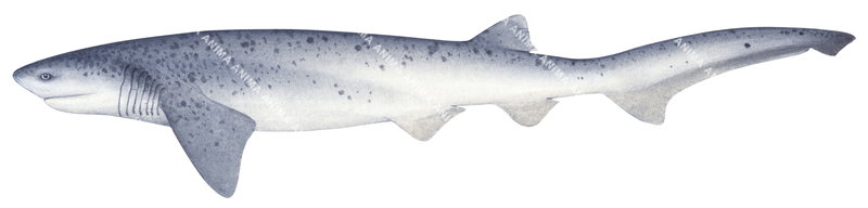 Broadnose Sevengill Shark,Notorynchus cepedianus,scientific illustration on white background, side view, with coloour by Roger Swainston.