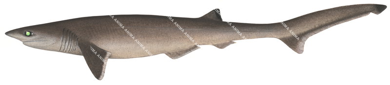 Sharpnose Sevengill Shark