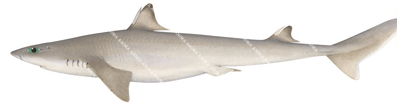 Eastern Highfin Spurdog