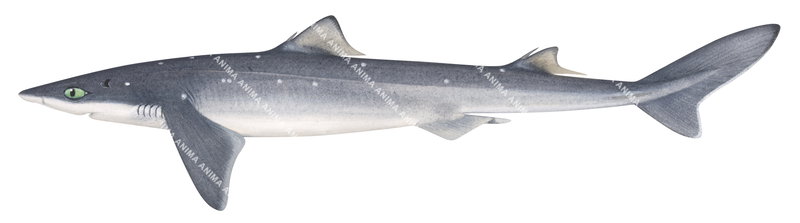 WhiteSpotted Spurdog,Adult