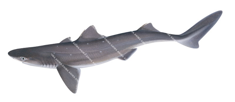 Realistic illustration of the Whitespotted Spurdog,Squalus acanthias