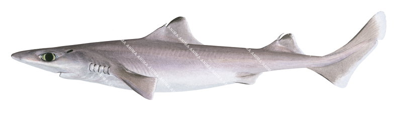Western Gulper Shark