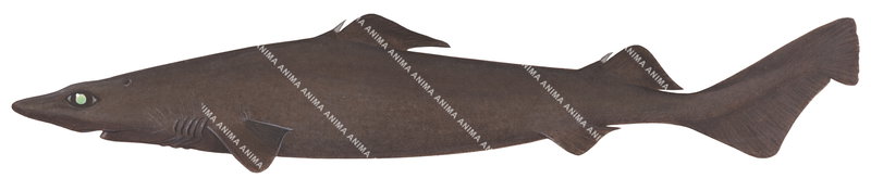 Leafscale Gulper Shark