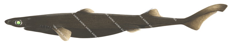 illustration of the Blackbelly Lanternshark-1 , side view.