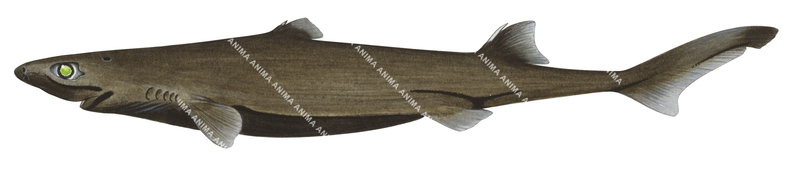 Blackbelly Lanternshark-2