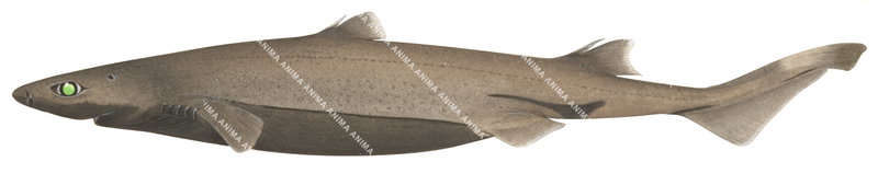 Pink Lanternshark