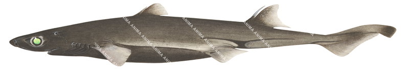 ShortTail Lanternshark