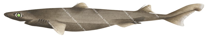 Slender Lanternshark