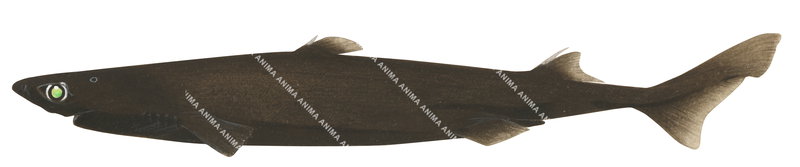 Smooth Lanternshark