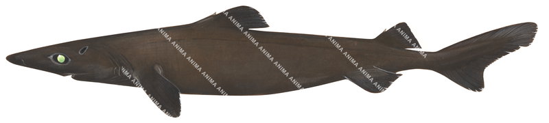 High Resolution realistic illustration Golden Dogfish,Centroscymnis crepidator, side view.