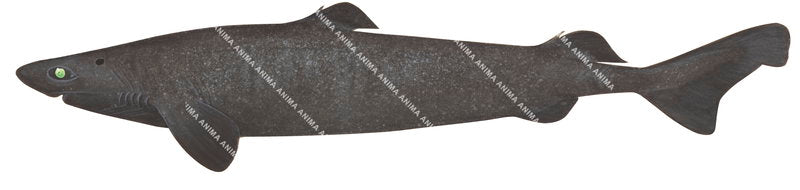 high quality accurate illustration of the Plunket's Dogfish,Centroscymnus plunketi, lateral view.