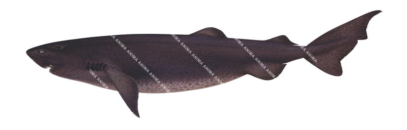 scientific illustration of the Sherwood's Dogfish,Scymnodalatias sherwoodi