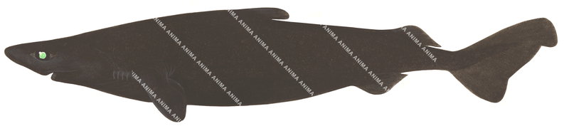 Velvet Dogfish,Zameus squamulosus|Scientific,accurate illustration.
