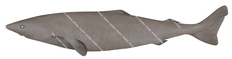 illustration by R.Swainston of the Southern Sleeper Shark,Somniosus pacificus, side view, colourful.