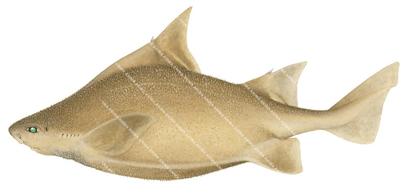 Immature Prickly Dogfish,Oxynotus bruniensis.Realistic illustration, side view, colourful