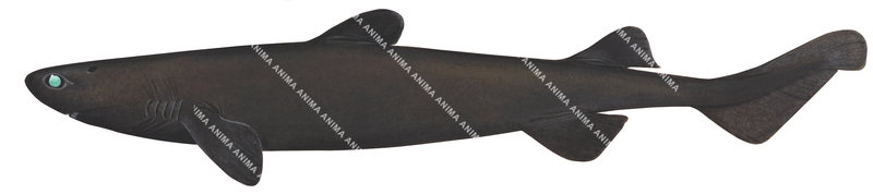 Illustration of the Black Shark,Dalatias licha.