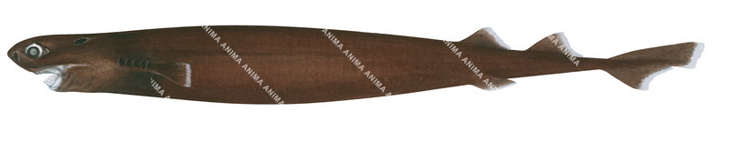 Side view illustration of the Largetooth Cookiecutter Shark,Isistius plutodus on white background.