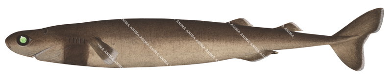 Scientific illustration of the Smalltooth Cookiecutter Shark,Isistius brasiliensis|, lateral view, colourful.