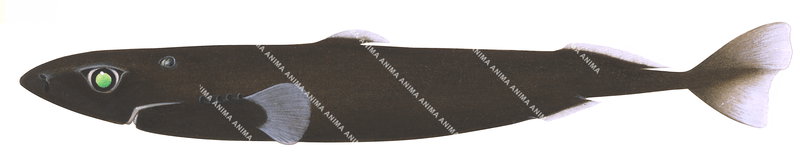 Illustration of the world's smallest shark, Smalleye Pygmy Shark,Squaliolus aliae, side view.