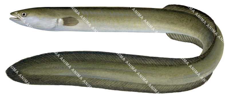 Shortfin Eel