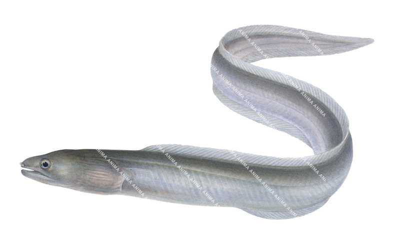Detailed illustration of the Plain False Moray Eel,Kaupichthys hyoproroides, alive position, side view.