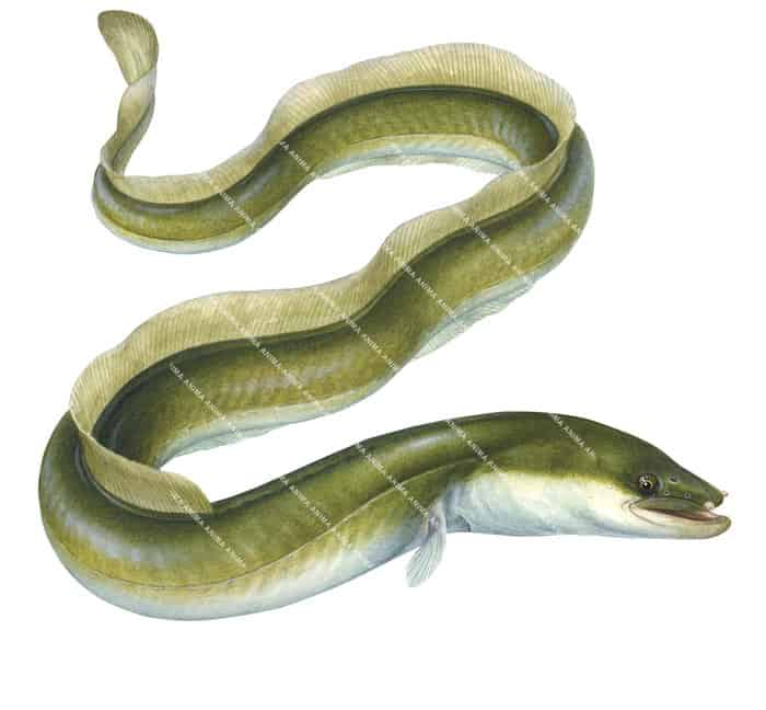 Illustration of the Anguille/European Eel,Anguilla anguilla on white background and clipping path, alive position