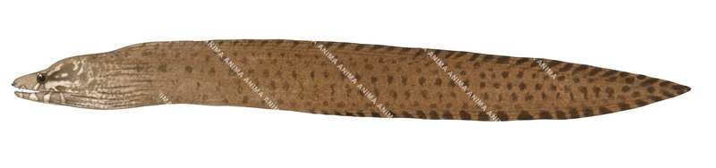 Bartail Moray