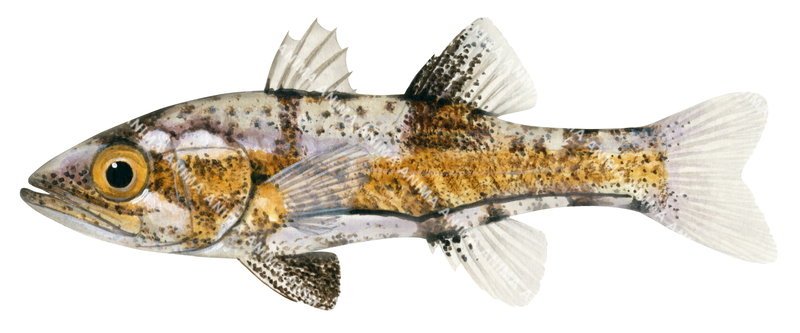 Wedgehead Siphonfish