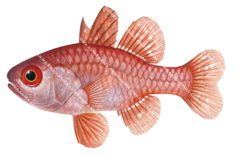 Scarlet Cardinalfish