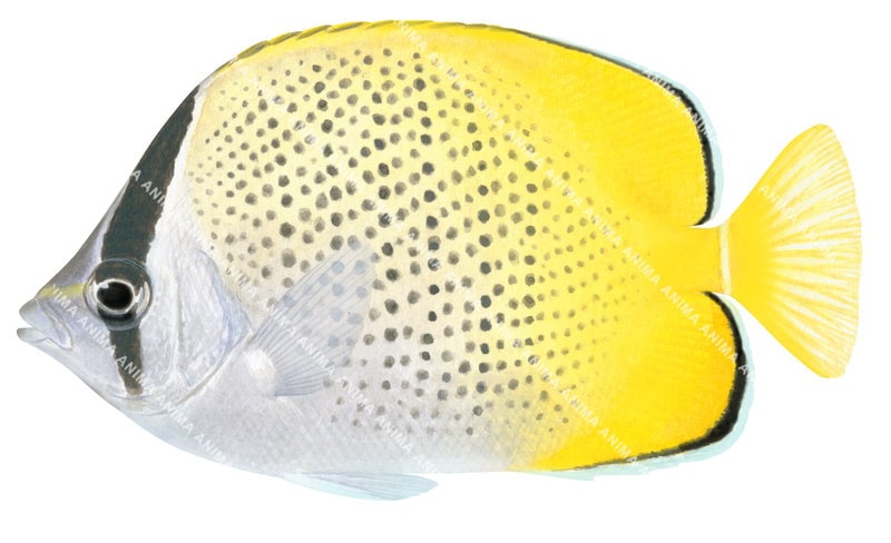 Gunther's Butterflyfish,Adult