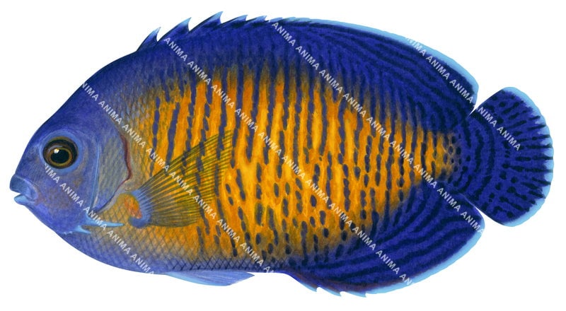 illustration of the Coral Beauty,Centropyge bispinosa by Roger Swainston