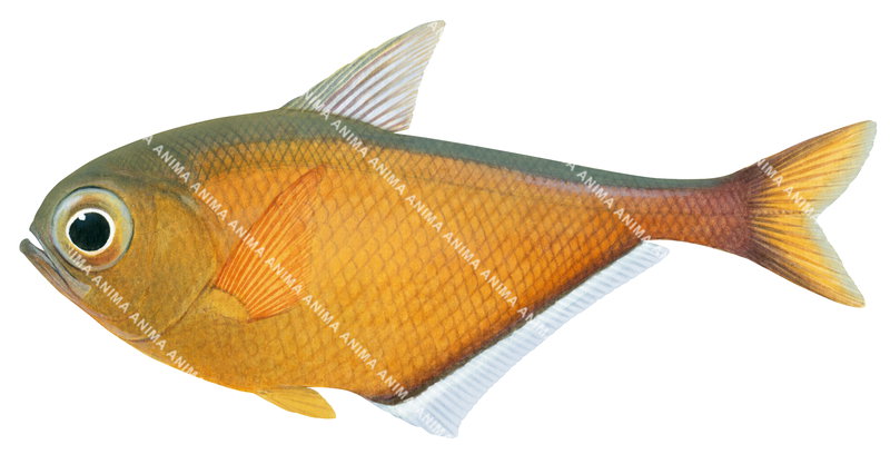 digital fish illustration of the Tominaga's Sweeper,Pempheris tominagai by Roger Swainston